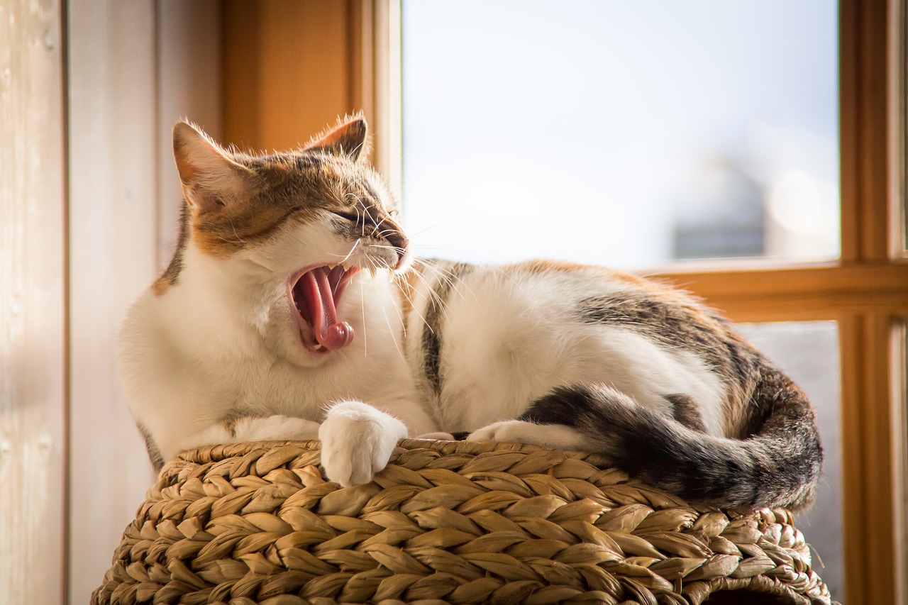 chat ennuie